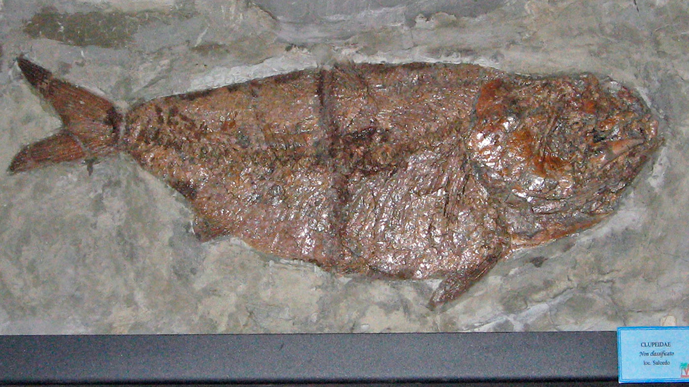 Museo Paleontologico Pierluigi Malinverni presso Villa Godi Malinverni a Lugo di Vicenza