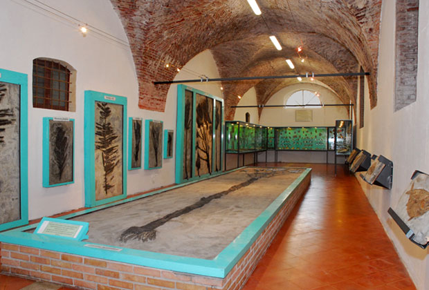 Museo dei Fossili Pierluigi Malinverni - Lugo di Vicenza