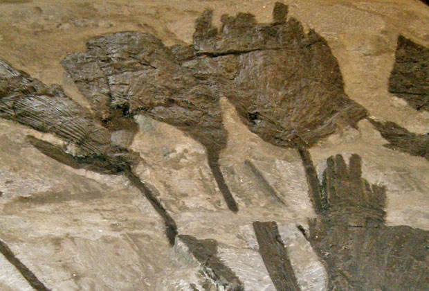 Museo dei Fossili - Lugo di Vicenza